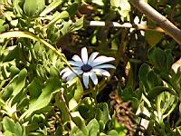 Dimorphoteque - Dimorphoteca (en Corse) (03) (Photo F. Mrugala)